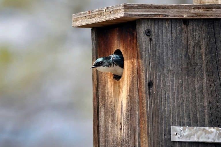 Un oiseau rentre dans la maison : signification spirituelle et messages